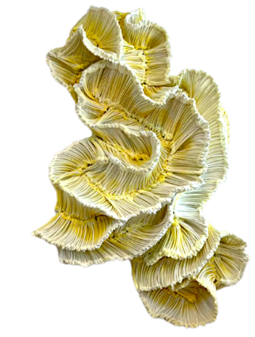 Gewächs V