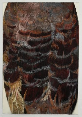 Moluccan Megapode