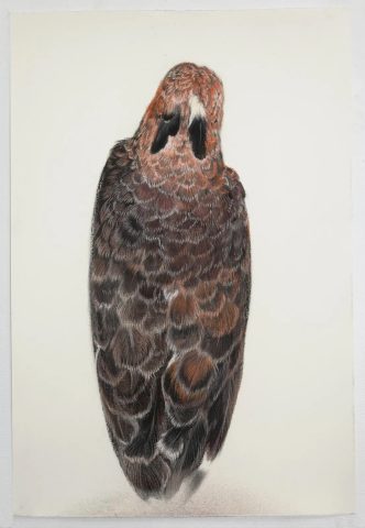 Wallace's hawkeagle